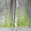 Woodcon - Algae/Moss